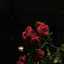 Asmaa Ghonim