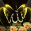 علا سلام