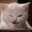 Shelley Aley