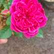 mommy_mufazzal