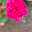 mommy_mufazzal