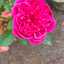 mommy_mufazzal