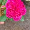 mommy_mufazzal mommy_mufazzal