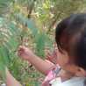 Istii Istii