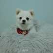 Su Pach