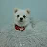Su Pach