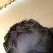 chiameow
