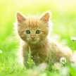 nuty cat