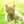 nuty cat