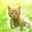 nuty cat nuty cat