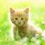 nuty cat