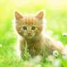 nuty cat