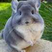 baby chinchilla 