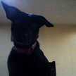 Butch Blackford Brown