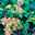 Uci Similikiti