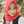 Arum kadarsyh
