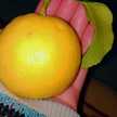 Hosna 