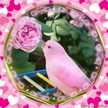 Rozan Obaid
