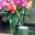 abeer