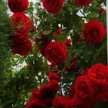Renu