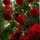 Renu