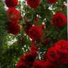 Renu