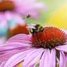 Dian Rindi Dian Rindi