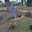 indri