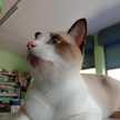 Mochi's mom