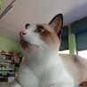 Mochi's mom