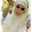 Diiah 