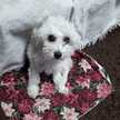 Mily