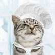 GatoCosmic GatoCosmic