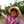 Desy Triwahyu K Desy Triwahyu K