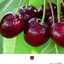 صبا