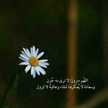 Am Ahmed Alamer