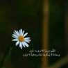 Am Ahmed Alamer