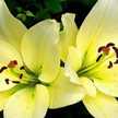 Yuli Ekawati