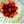 Patisser_amateur