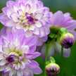 tanyawilliams13