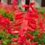 ORN