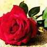 ﻋﺸﻴﻘﺔ اﻟﻮﺭﺩ🌺 ﻋﺸﻴﻘﺔ اﻟﻮﺭﺩ🌺