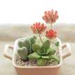 Ika Yulianti