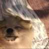 Whike Aris