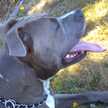 Ramese