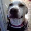 mstluvdogs13