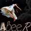 abeer ahmed