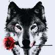 Foxxy 123