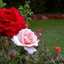 Siham siham