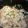 dormcooker